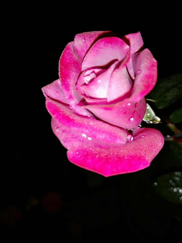 rose at night