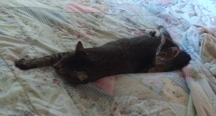 Queen Sheba and her new partner King Arthur