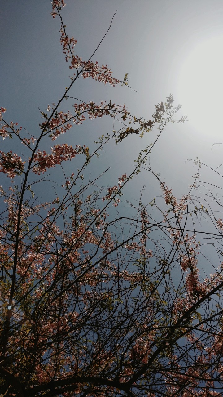pretty flowers