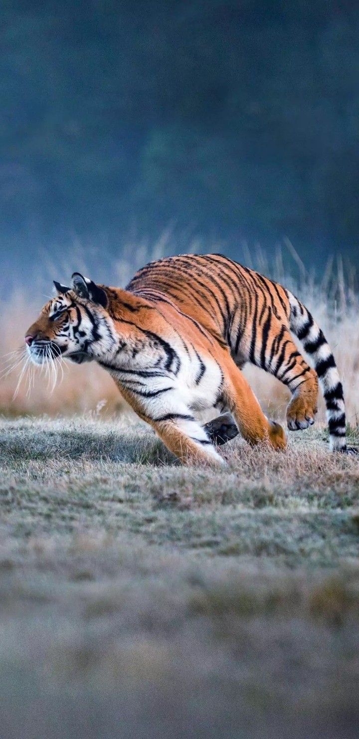 Tiger☆☆♡♡☆☆