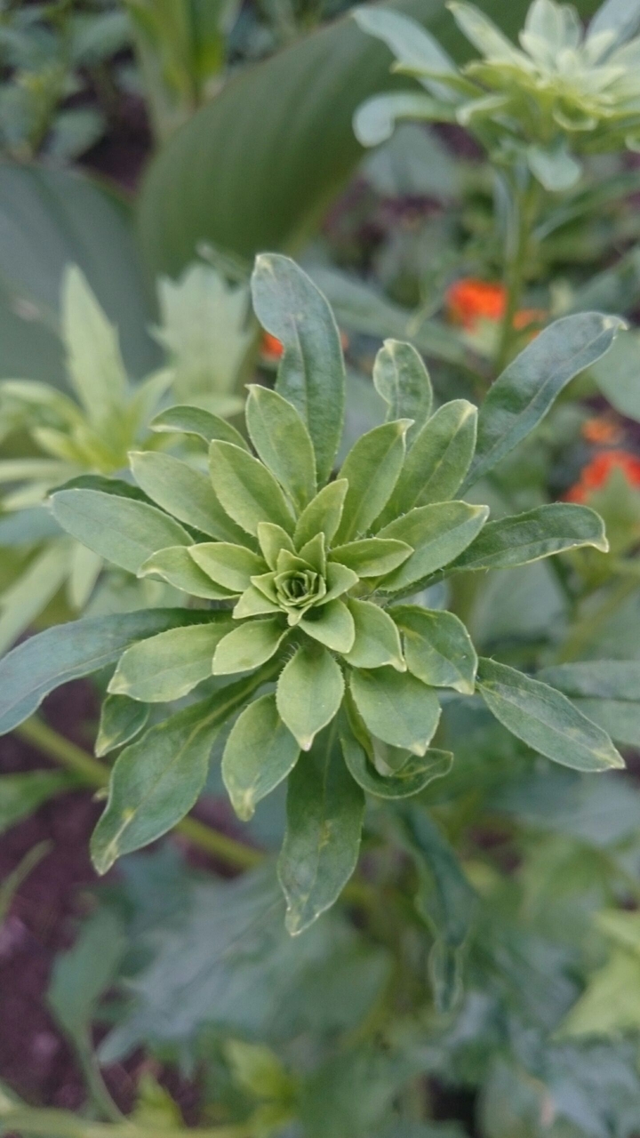 Plant