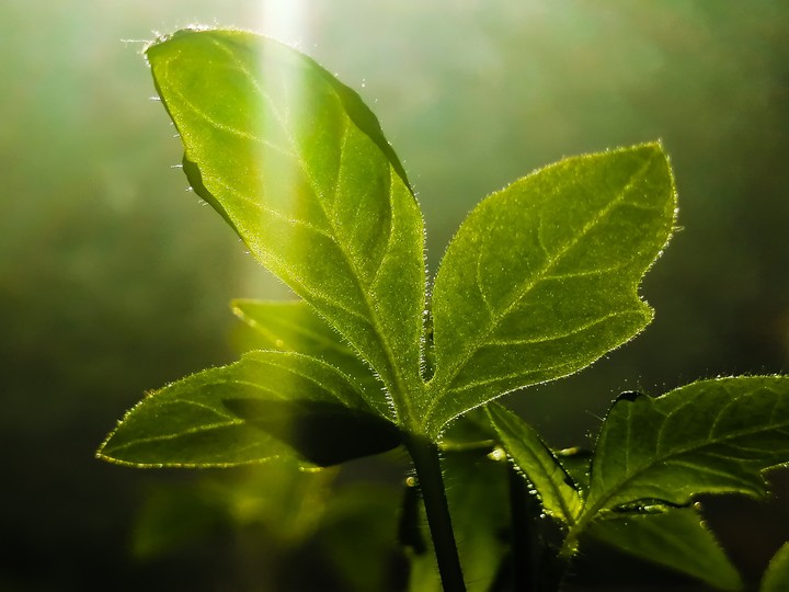 Tomato seedlings