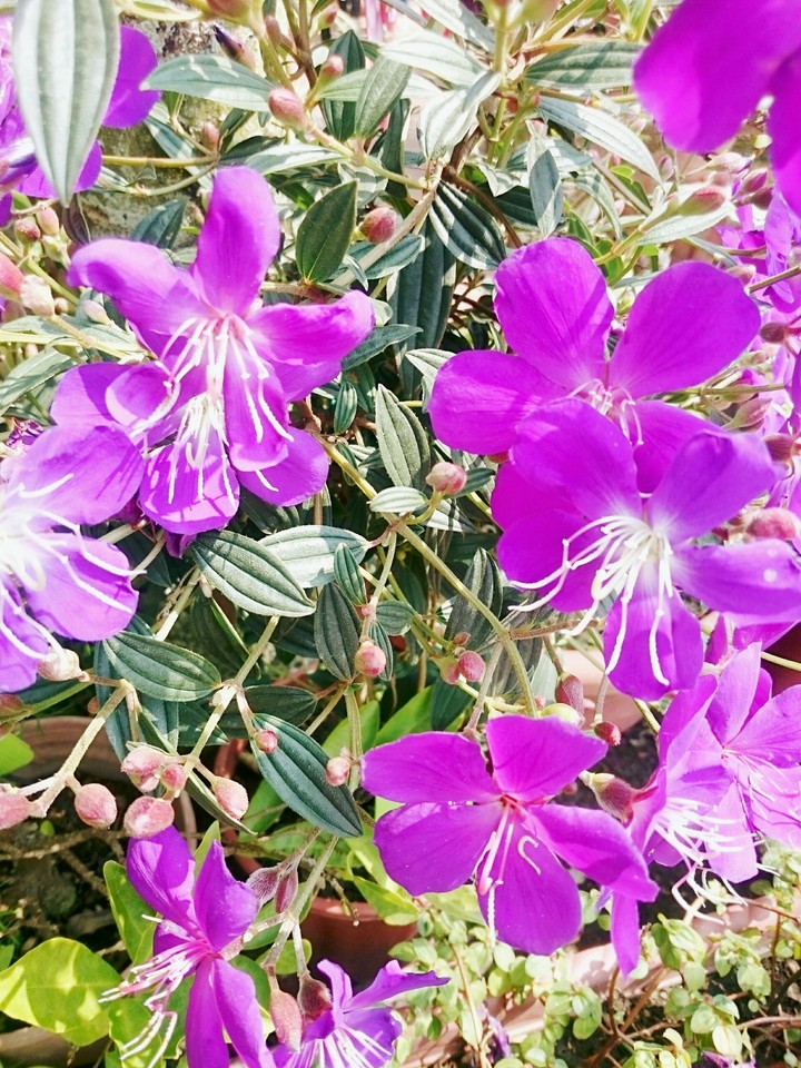 flower