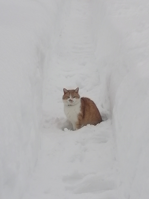 felidae, winter वॉलपेपर