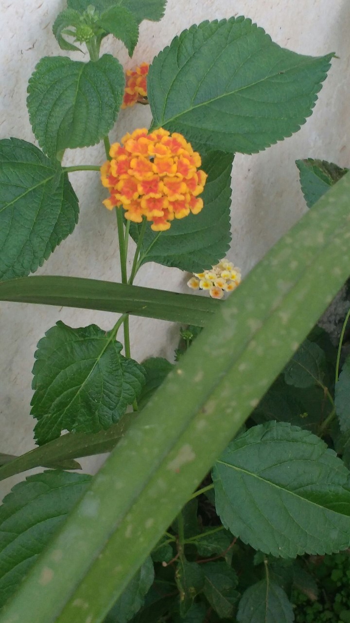 flowers