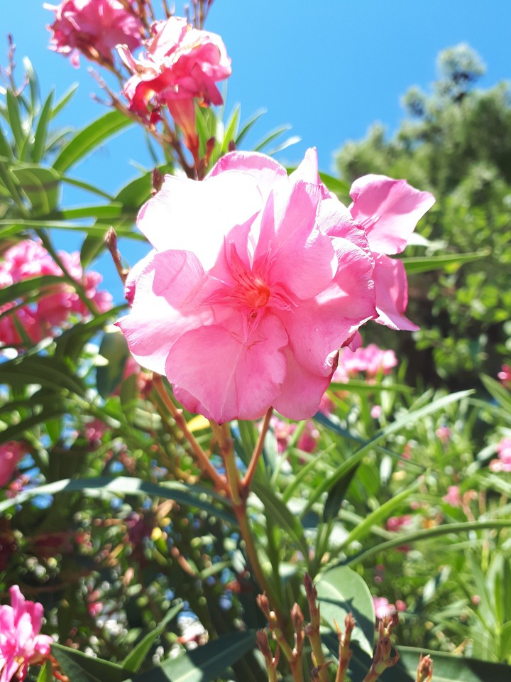 Sochi flowers