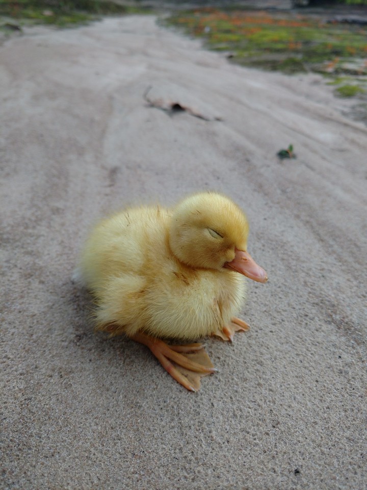 patinho