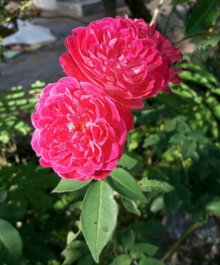 ros flower