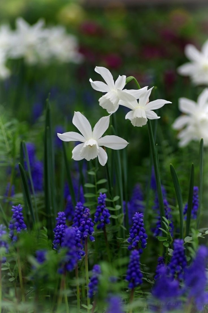 Daffodils & Grape Hyacinths