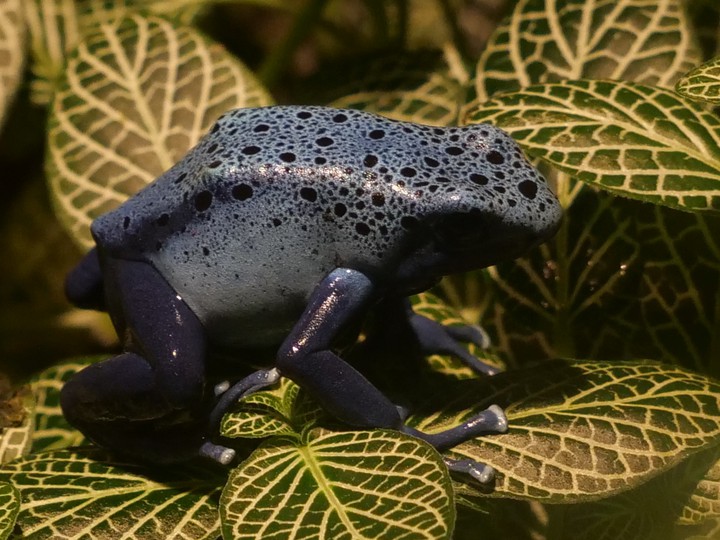 Frosch/Frog