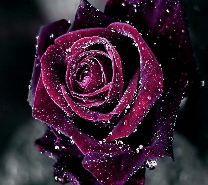 Purple Rose