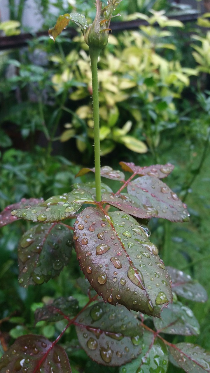 after rain