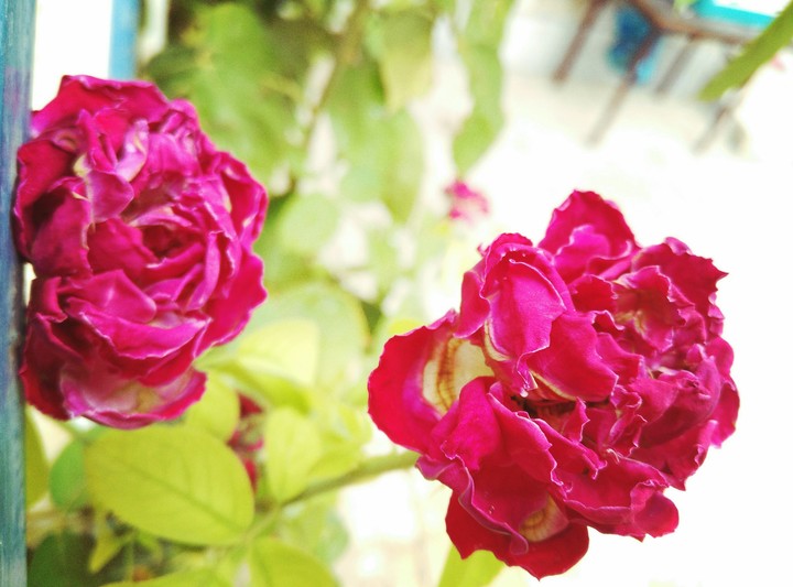 Rose rose