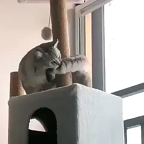 چه خنگوله