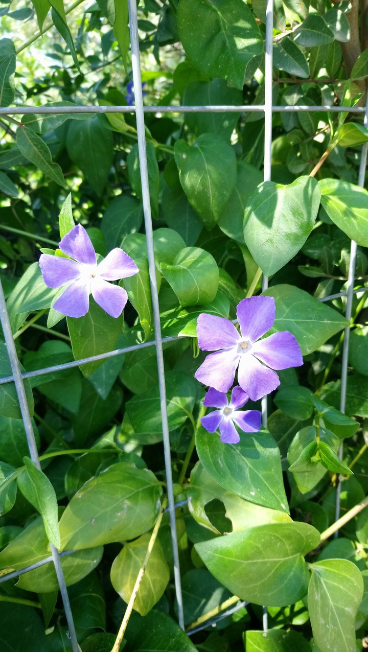 Springtime