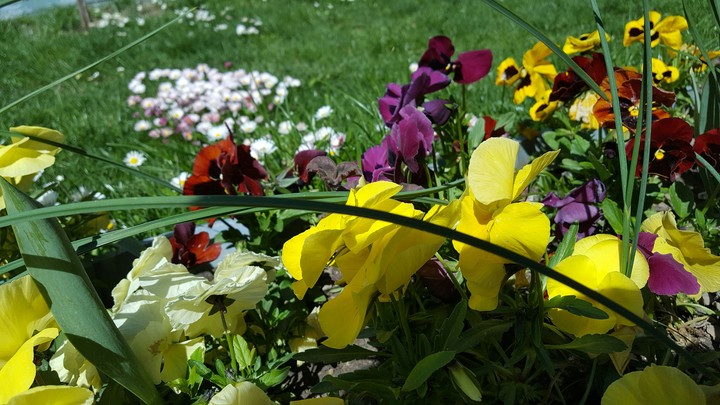flowers