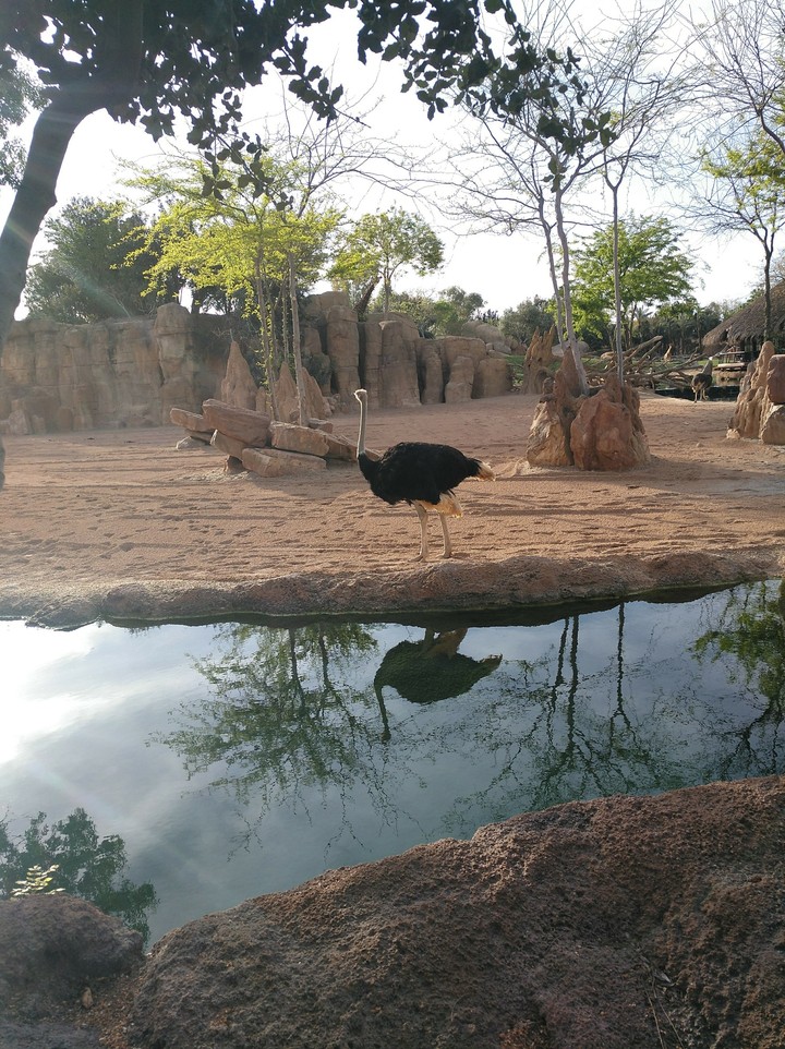 Ostrich