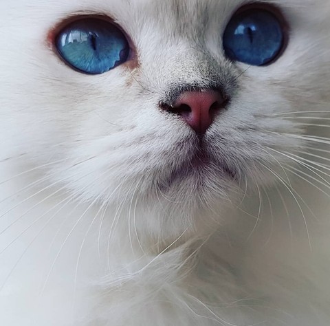 MEAW