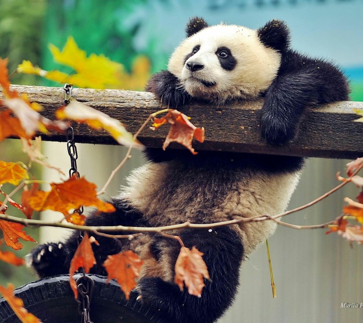 panda