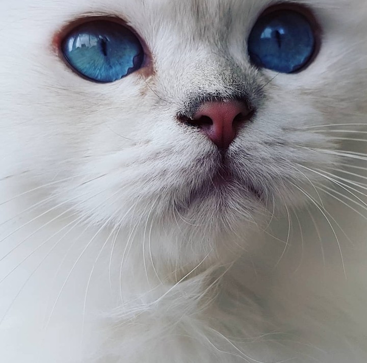MEAW