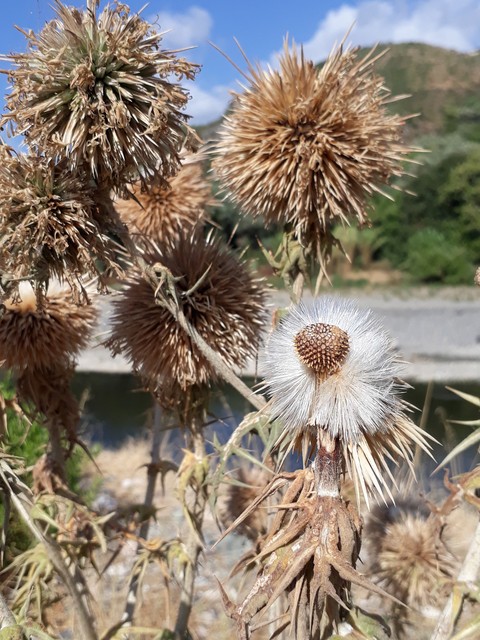 nature flower