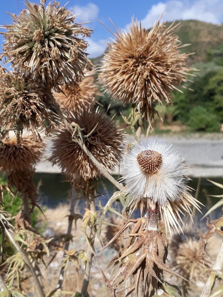nature flower