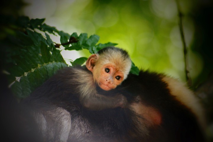 Gorilla (●´ϖ`●)