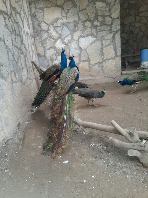 pretty animals