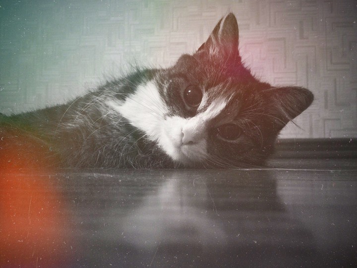 cat