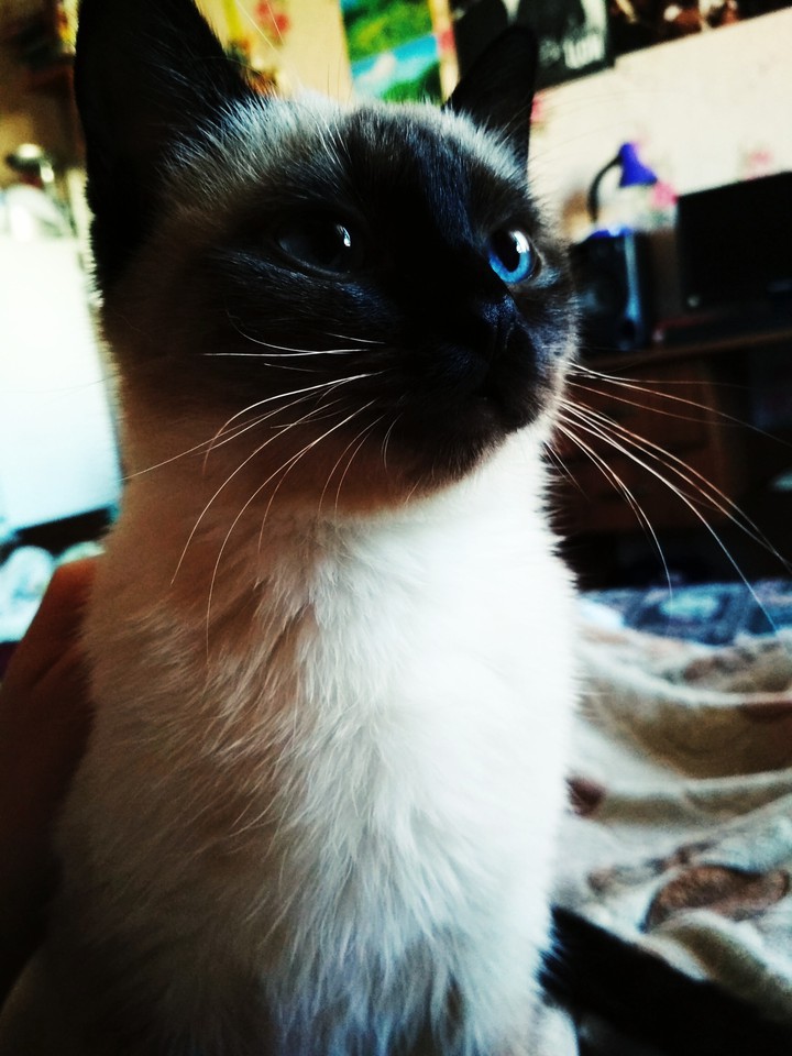 cat
