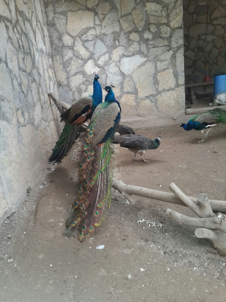 pretty animals