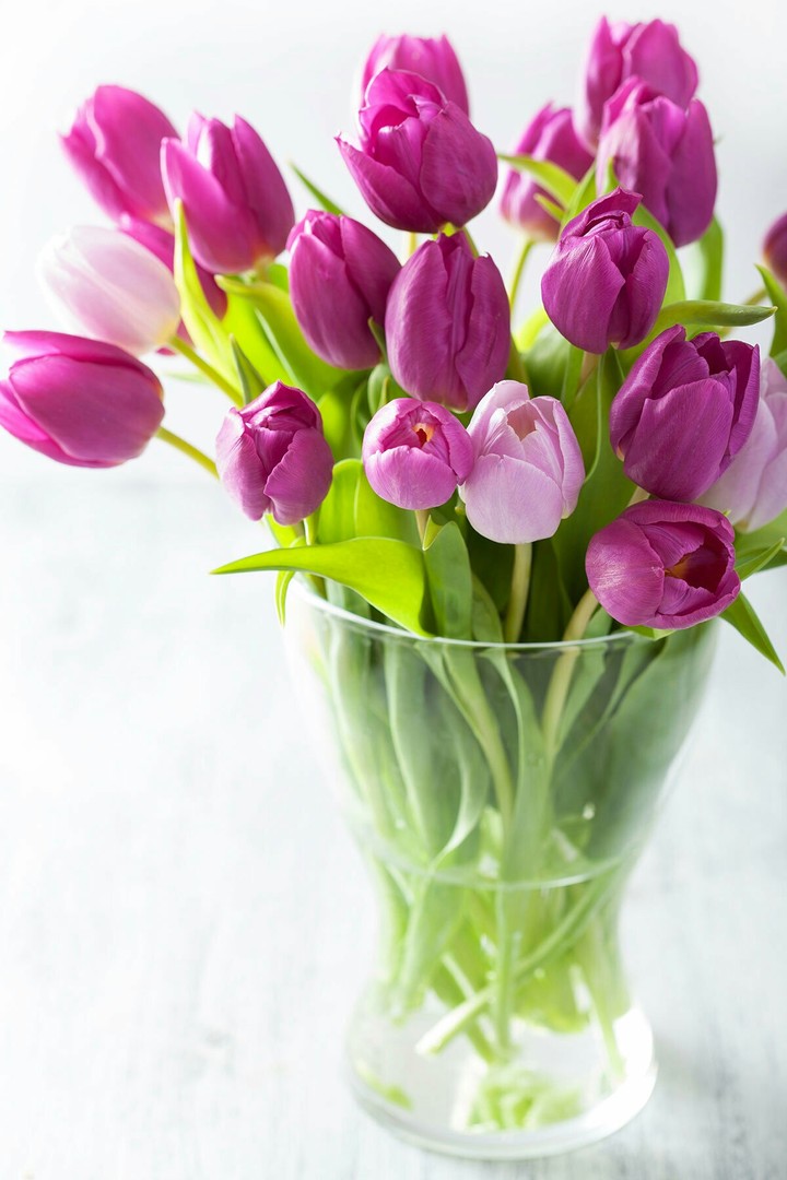 tulips