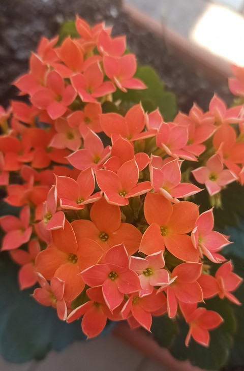 plant, flower Hintergrundbilder