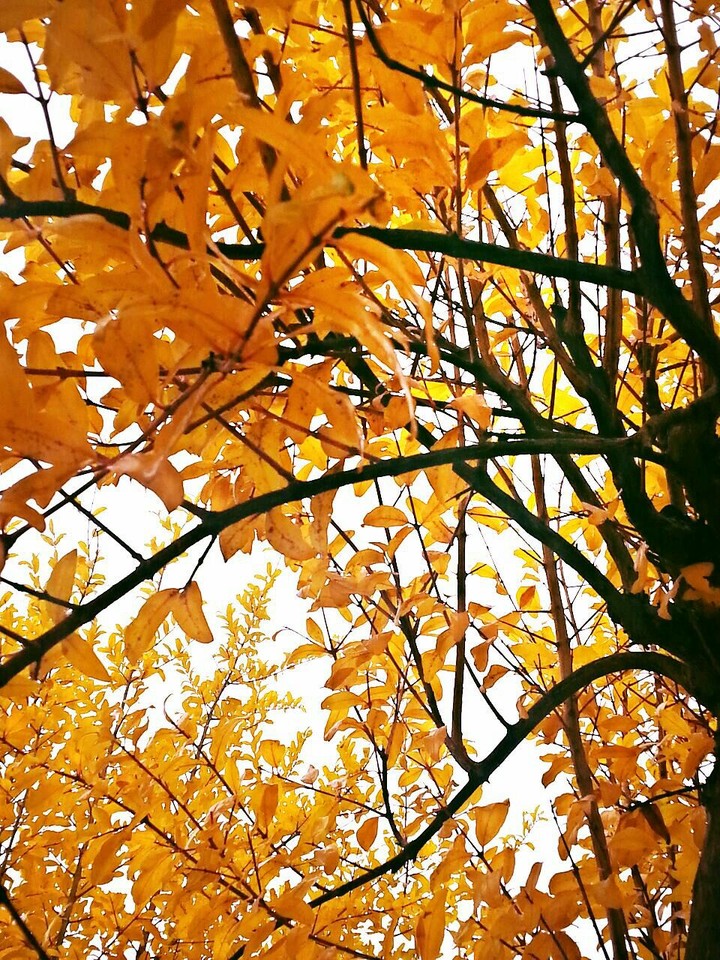 Autum