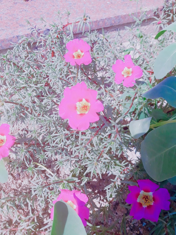 채송화