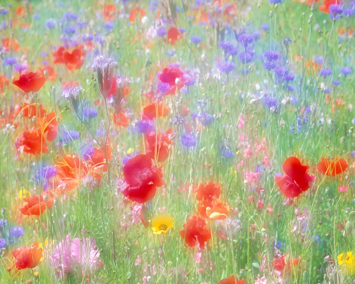 Spring meadow