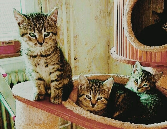 Kitten