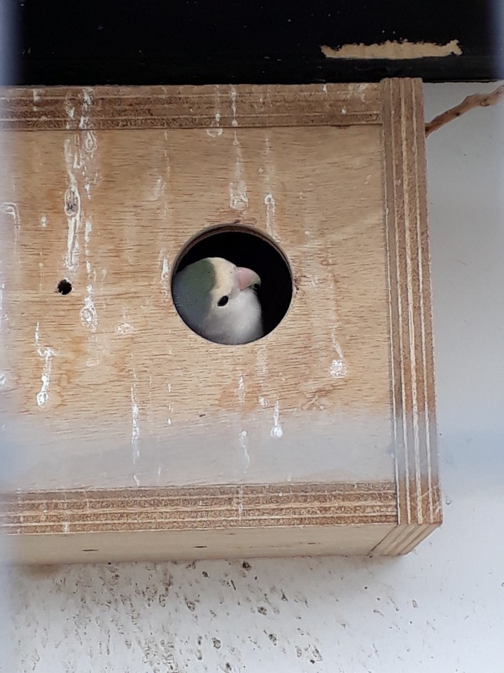 bird