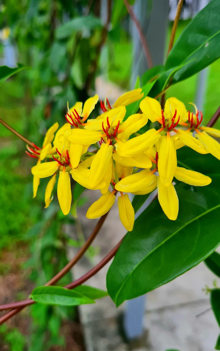 flower