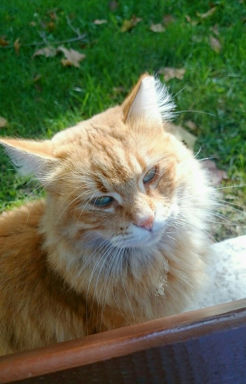 7 LIVES/7 PICS!