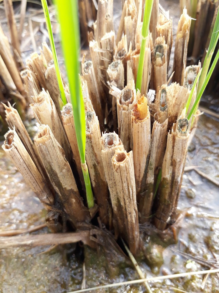 little bamboo