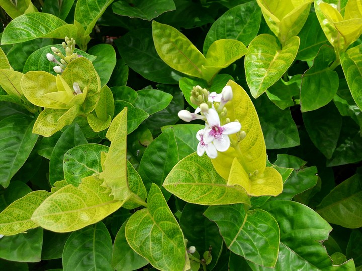 Flowery