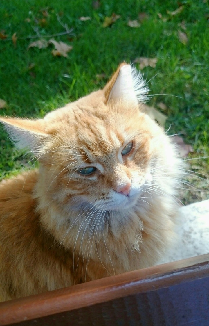 7 LIVES/7 PICS!