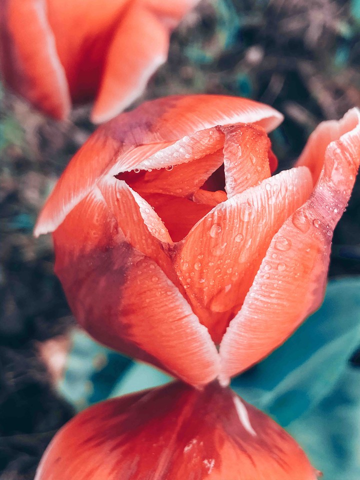 tulips