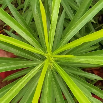 green