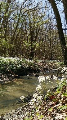 spring forest