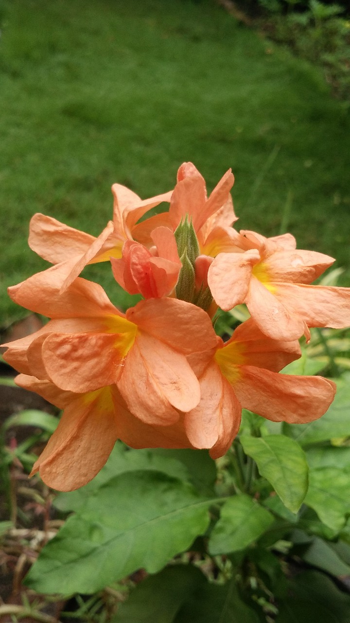 firecracker flower