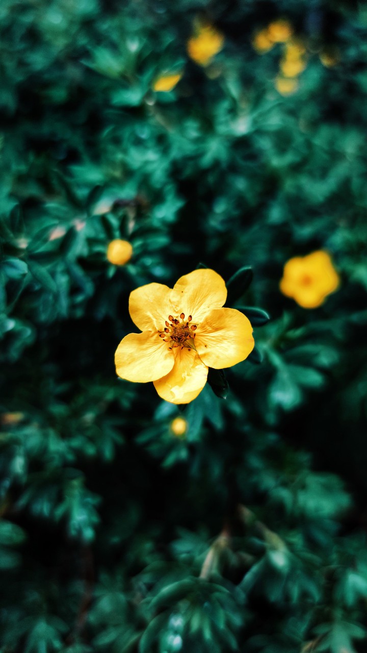 Altay flower