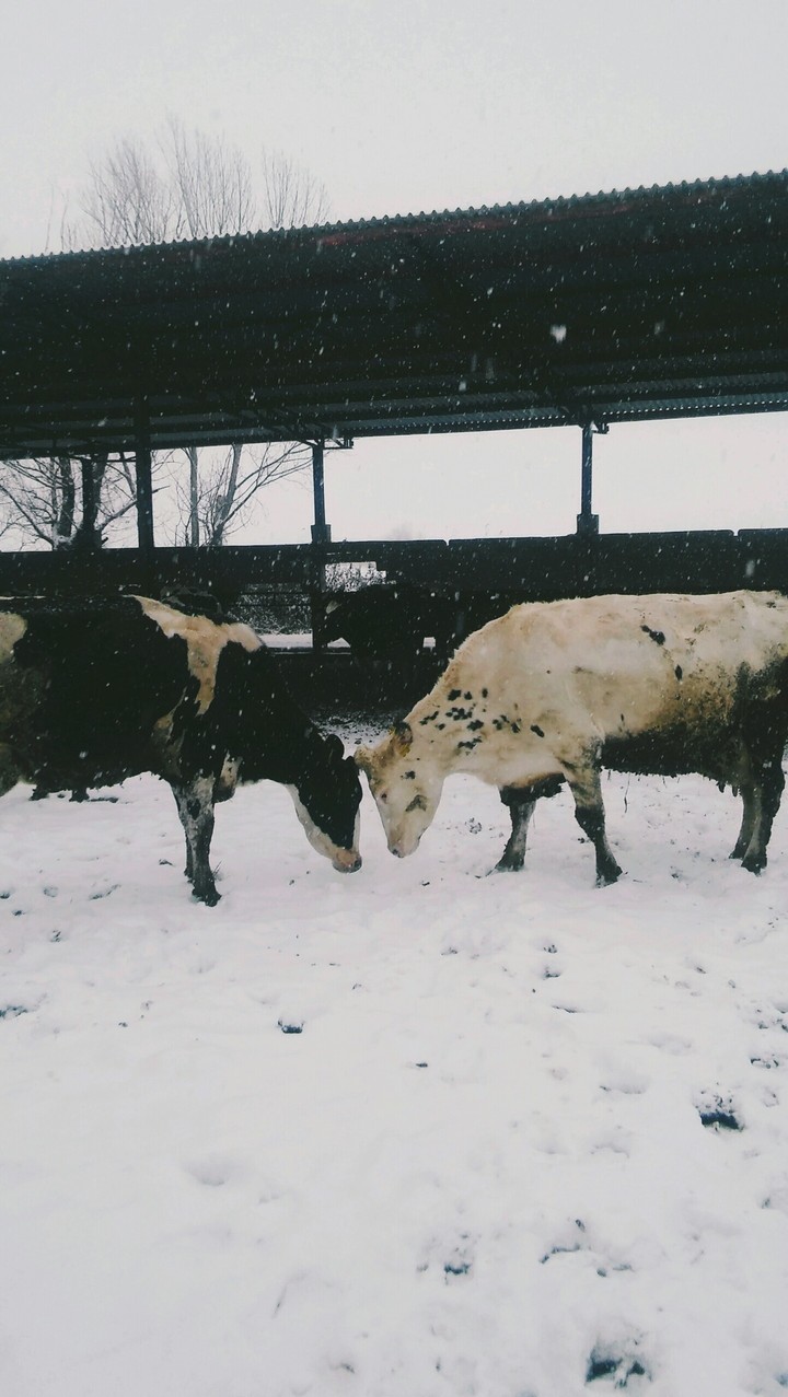 Snow time