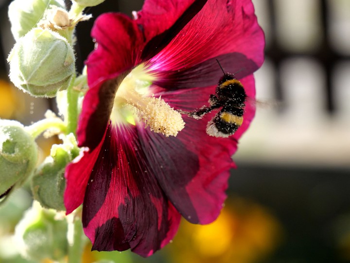 Hummel, Tiere, Insekten, Blumen, Pflanzen